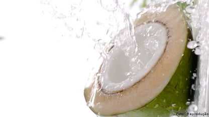 [Précommande] Pack Entreprise — 60 Noix de Coco Vertes
