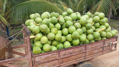 [Précommande] Pack PRO — 30 Noix de Coco Vertes